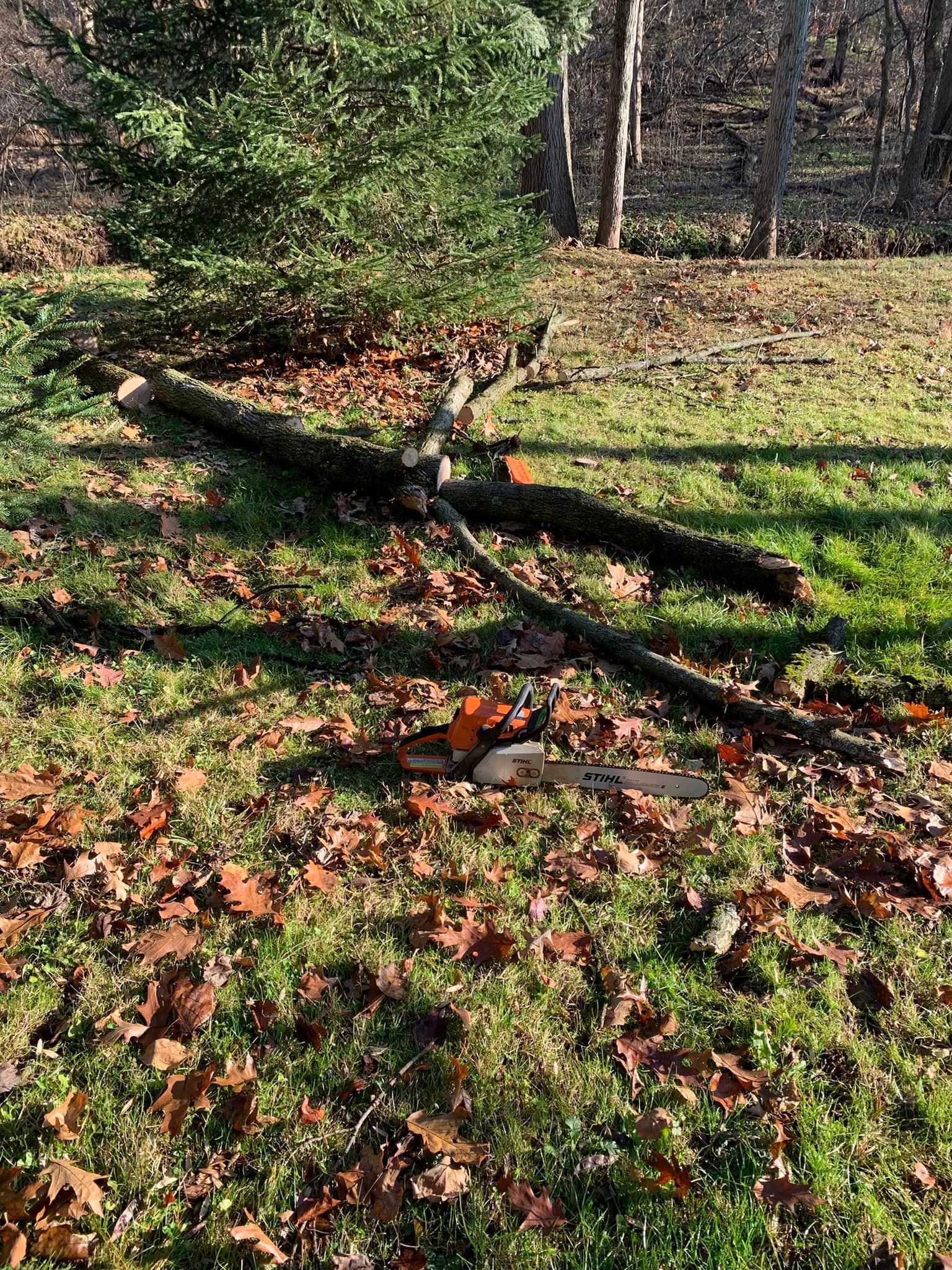 Leaves, Tree Branches and Chainsaw