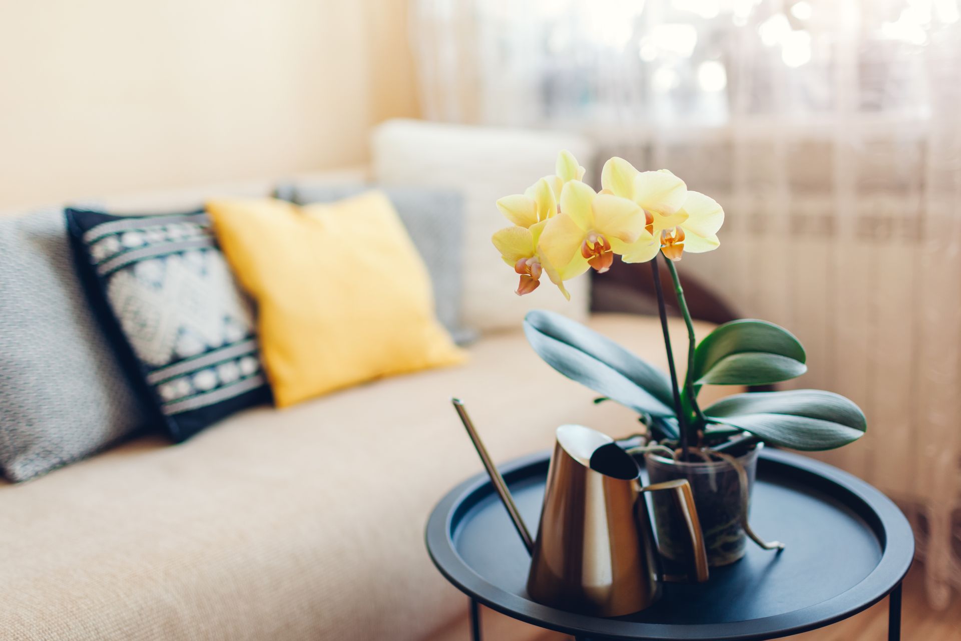 A potted plant is sitting on a table in a living room next to a couch.