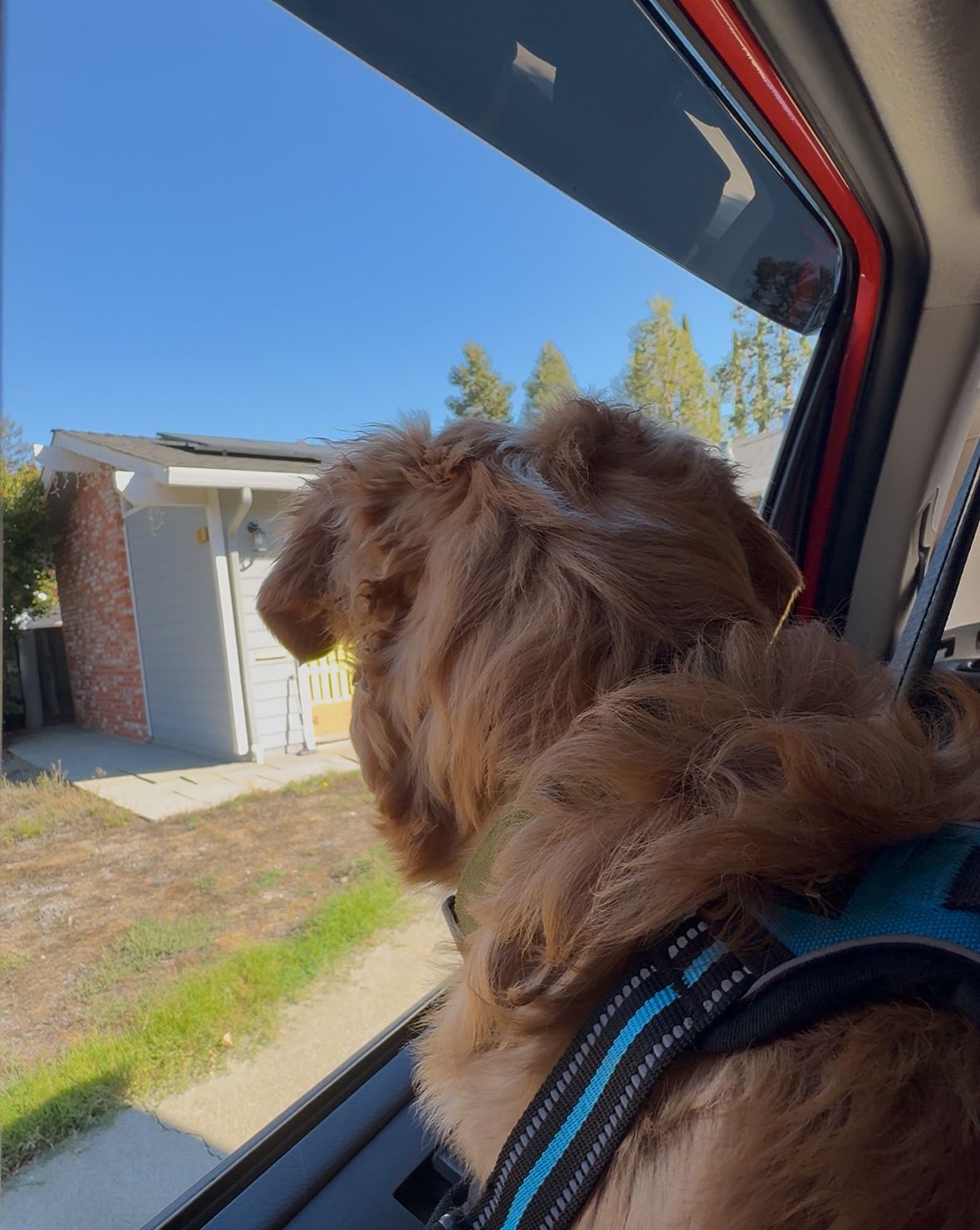 A fluffy, golden-brown dog wearing a blue harness looks out an open car window toward a sunny house.