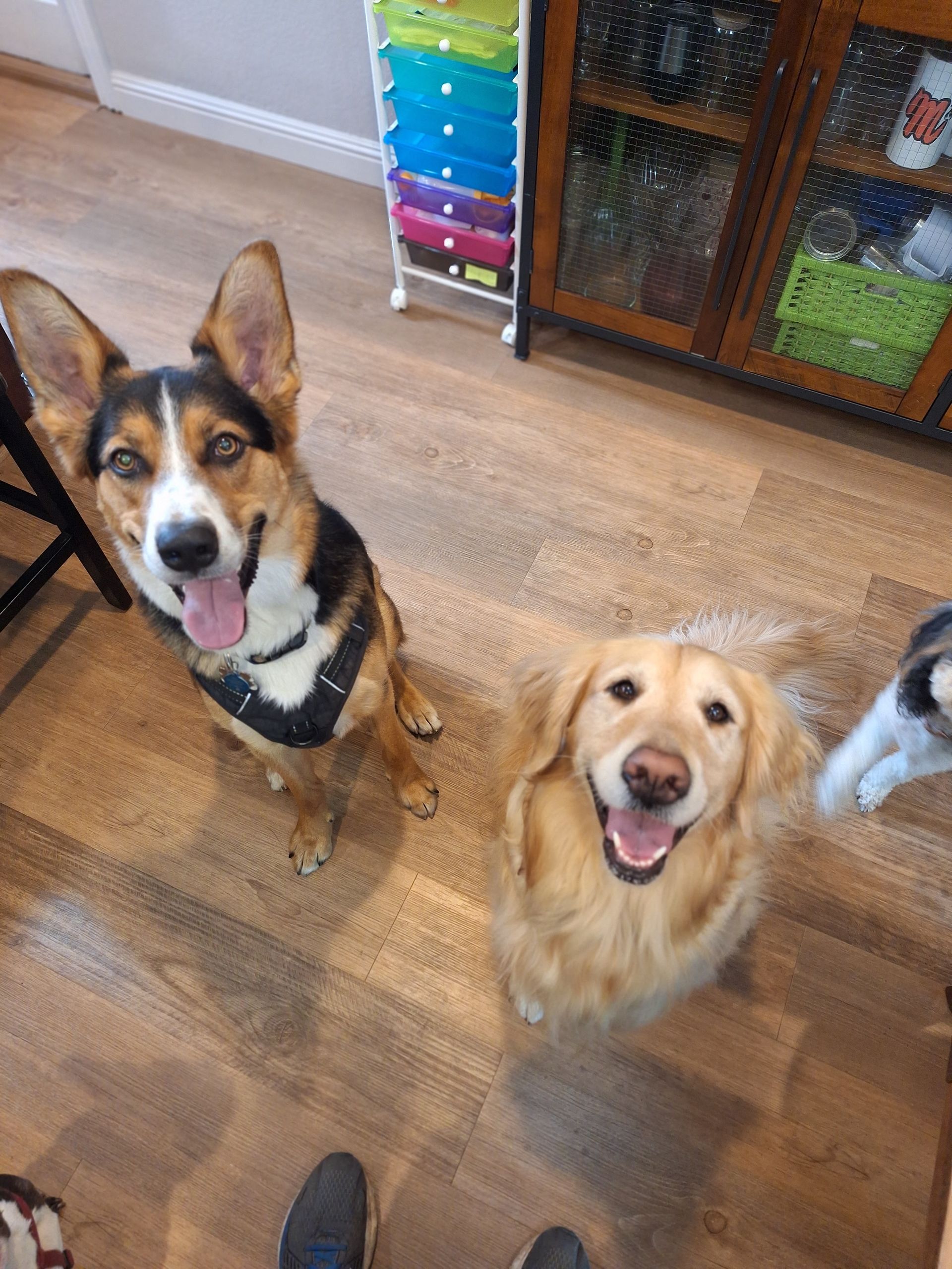 Two happy dogs sitting on a wooden floor looking up at the camera; one is tricolor with pointed ears, the other is golden.