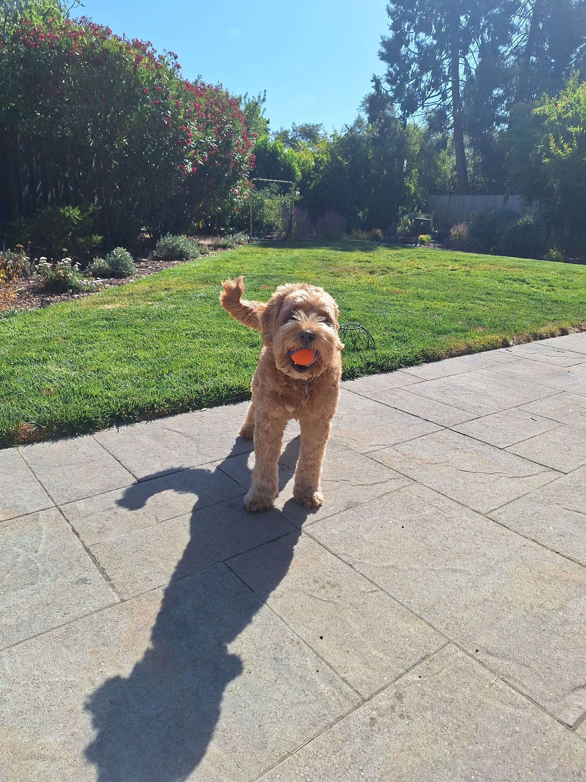 A light-brown doodle dog stands on a stone patio with a small orange ball in its mouth, casting a long shadow on the ground.