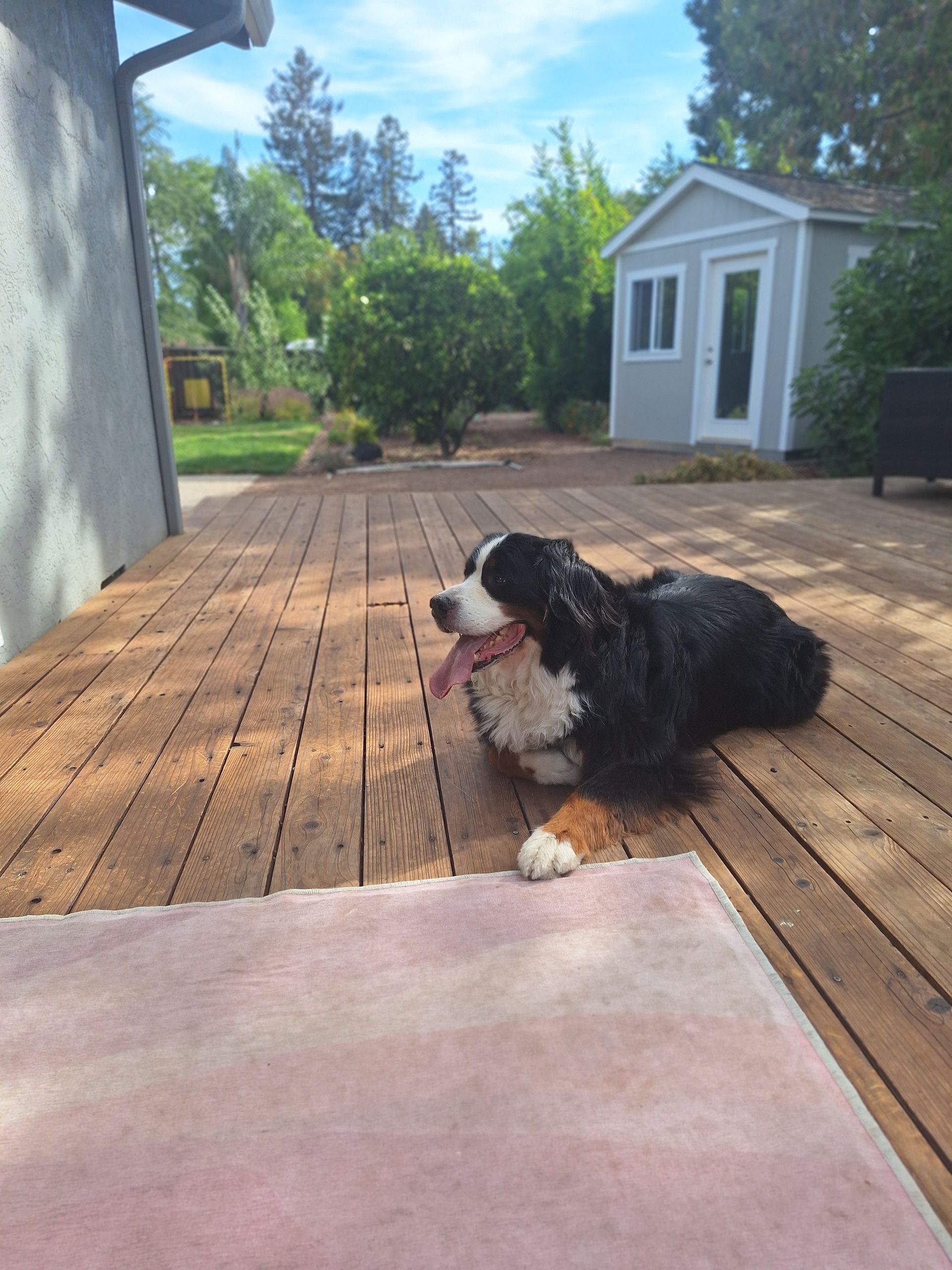 A Bernese Mountain Dog with its tongue out rests on a wooden deck in a sunny backyard near a small shed.