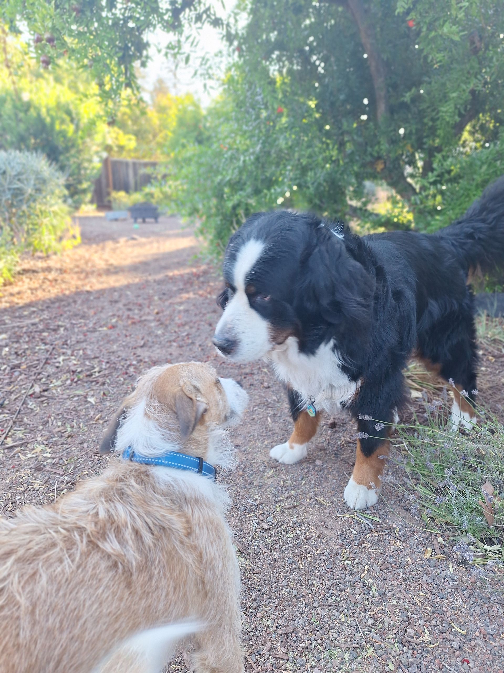 A Bernese Mountain Dog faces a smaller, light-colored dog on a wood-chip path outdoors.