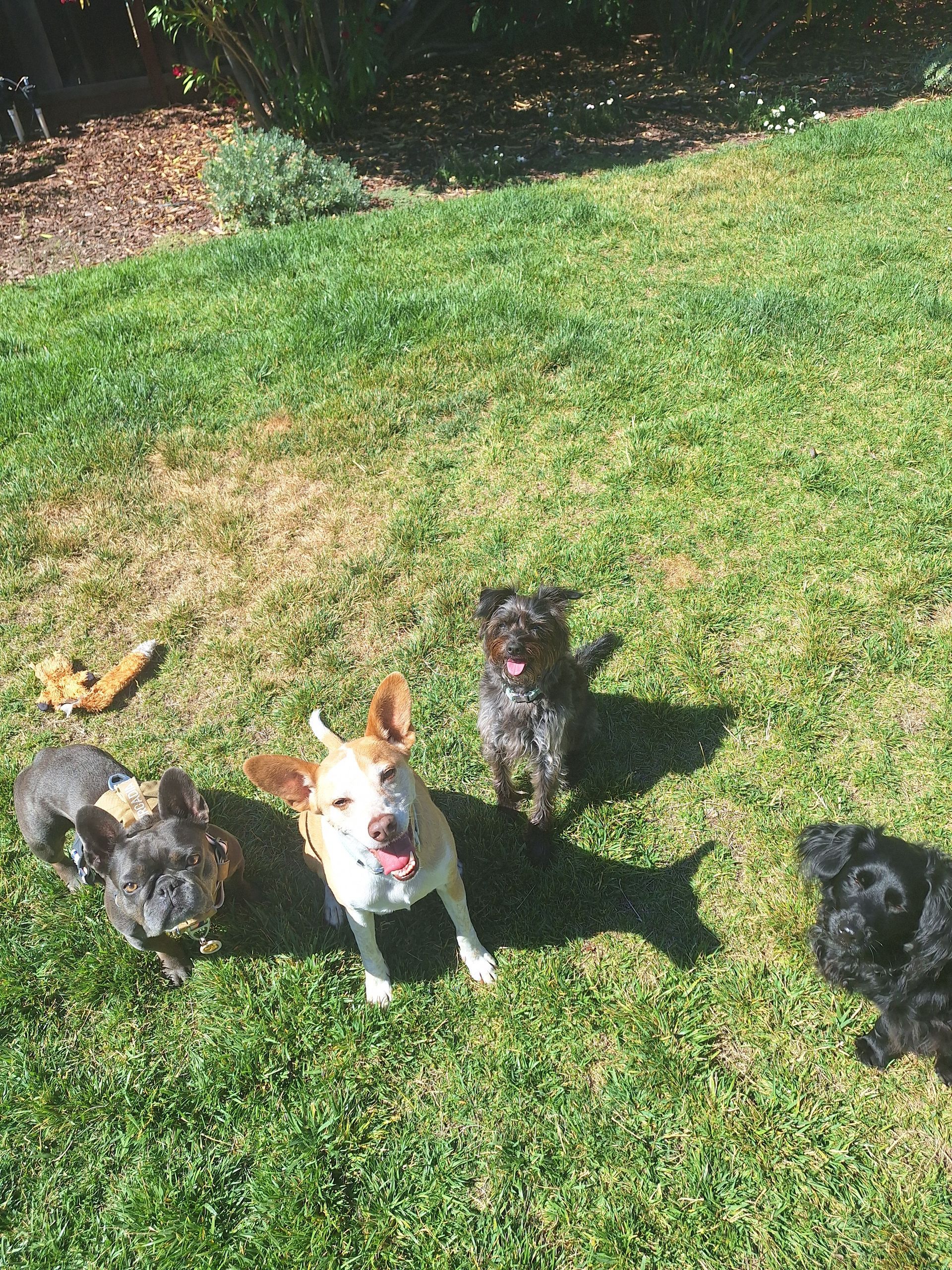 Four dogs of various breeds and colors stand on a sunny green lawn, looking toward the camera.