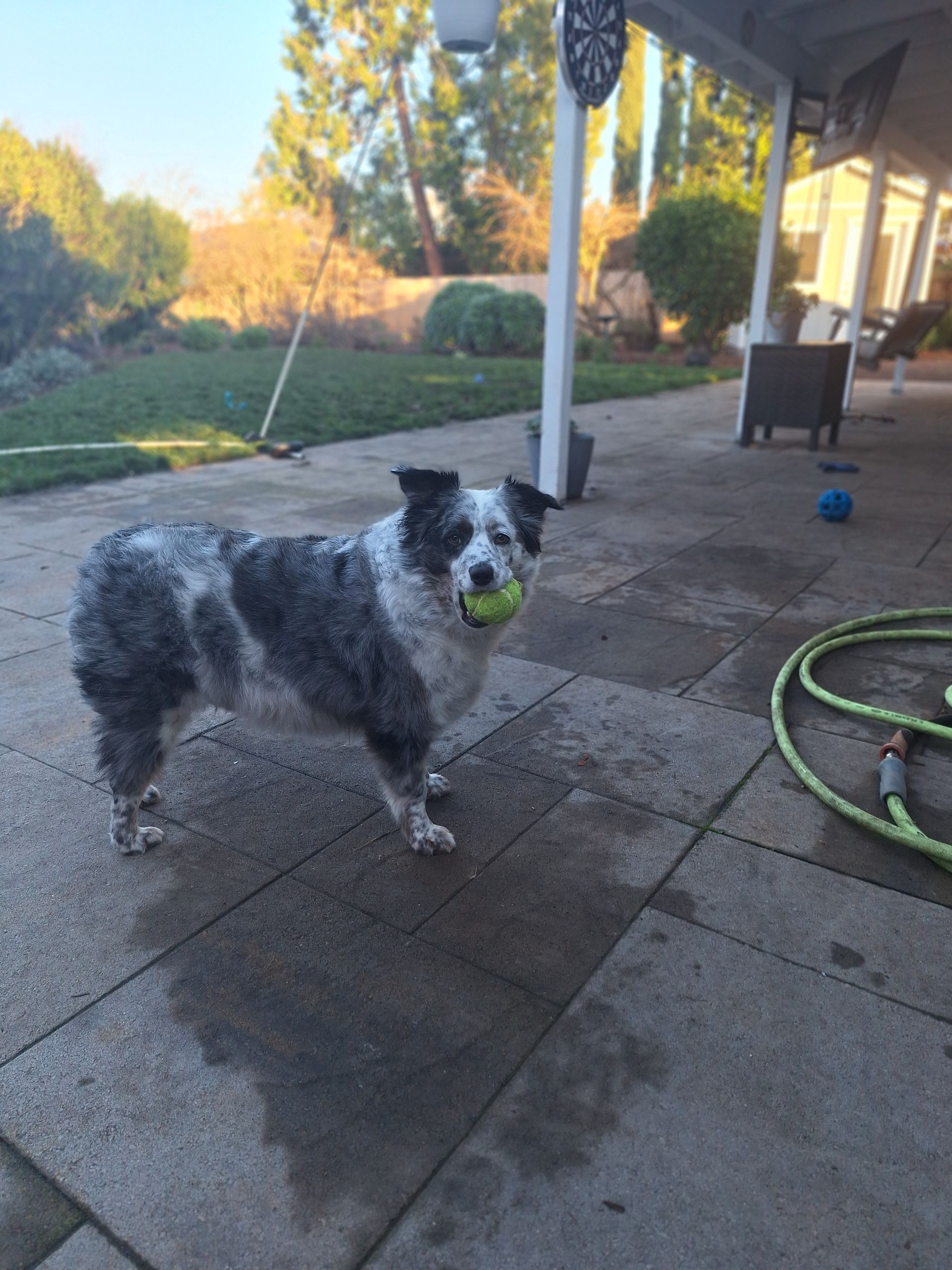 A blue merle dog stands on a concrete patio holding a yellow tennis ball in its mouth.