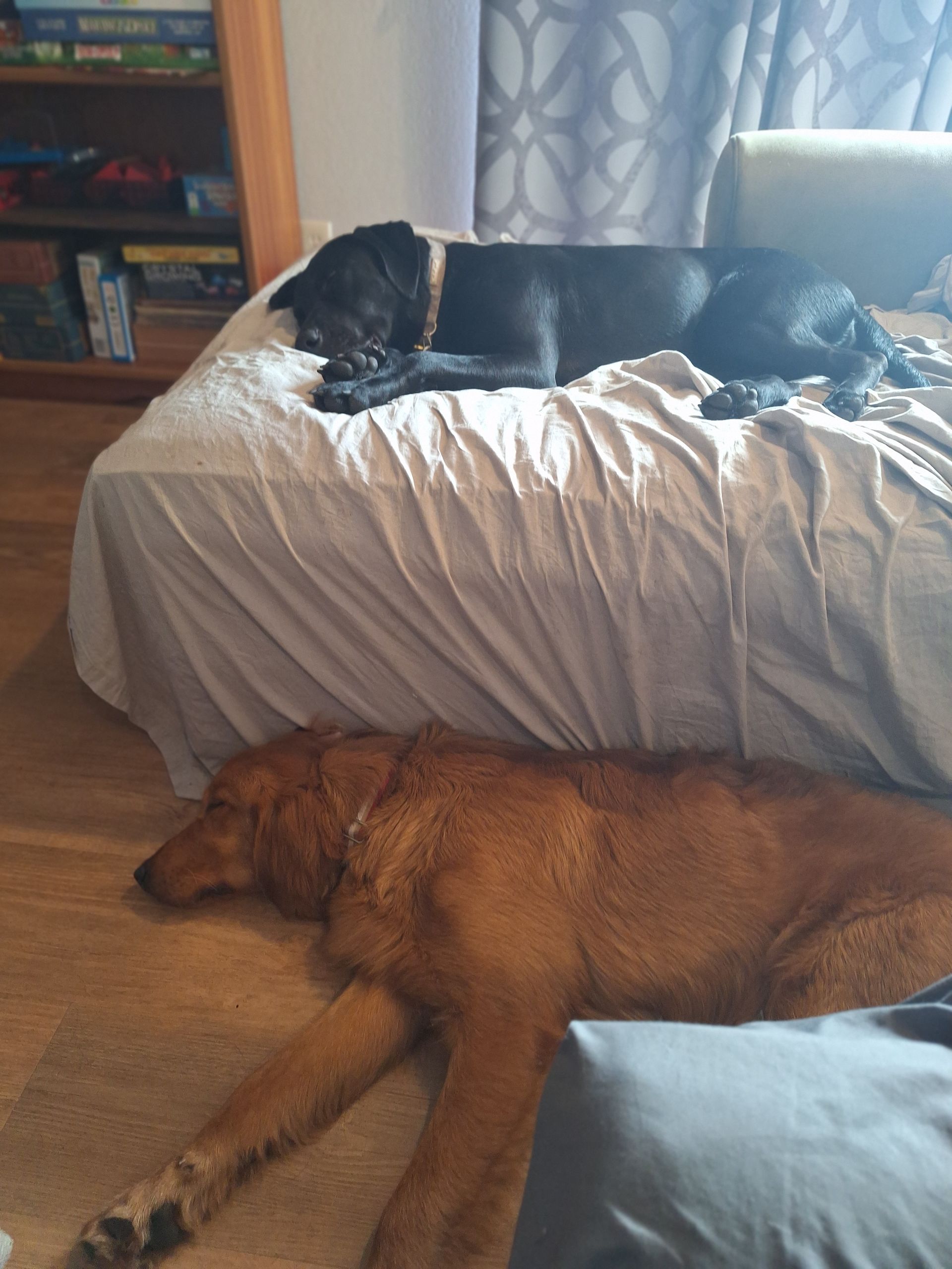 A black dog sleeps on a couch above a large, tan-colored dog resting on the floor in a living room.