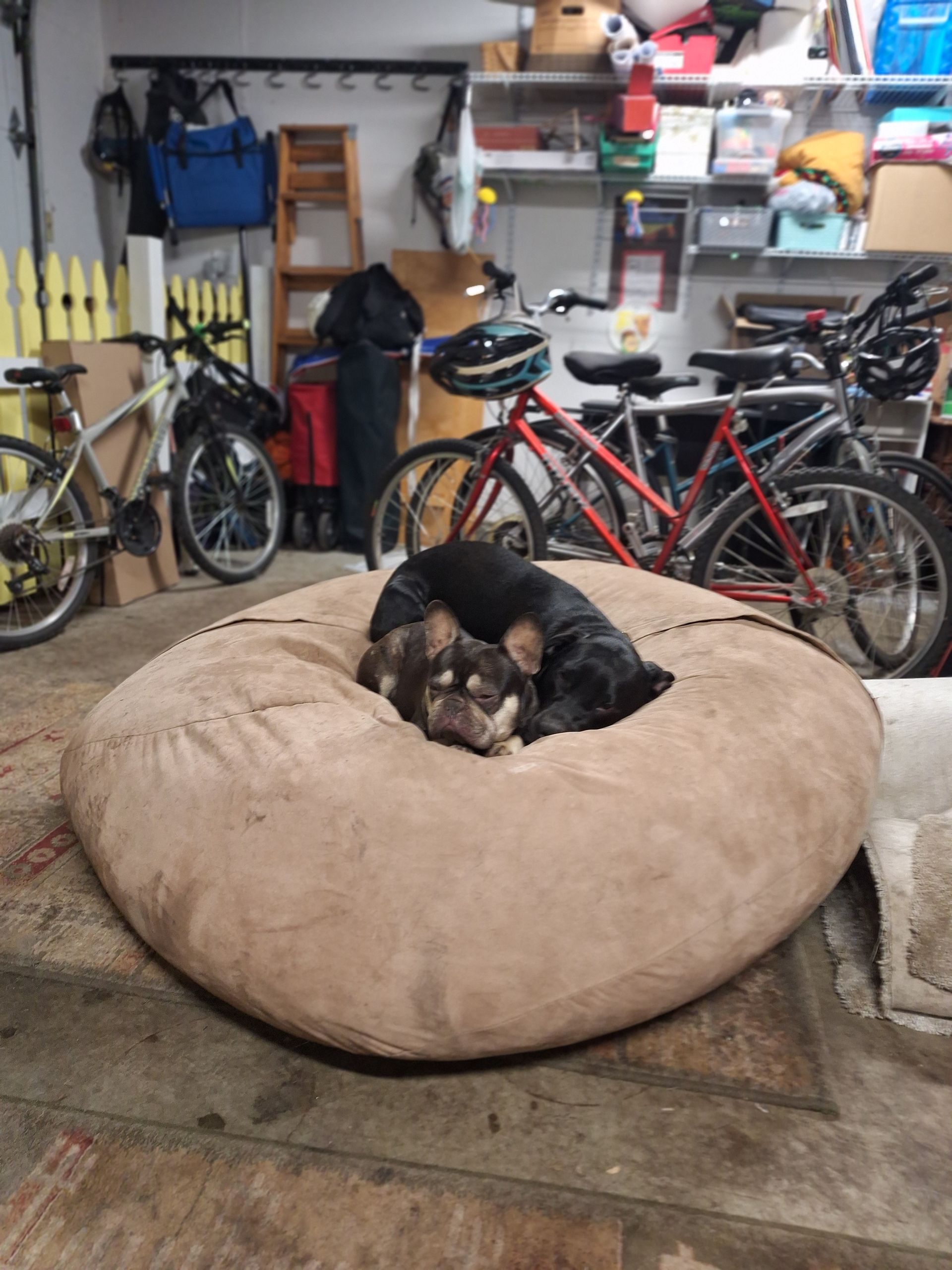 Two dogs cuddle together on a large, tan beanbag chair in a garage filled with bicycles and storage shelves.