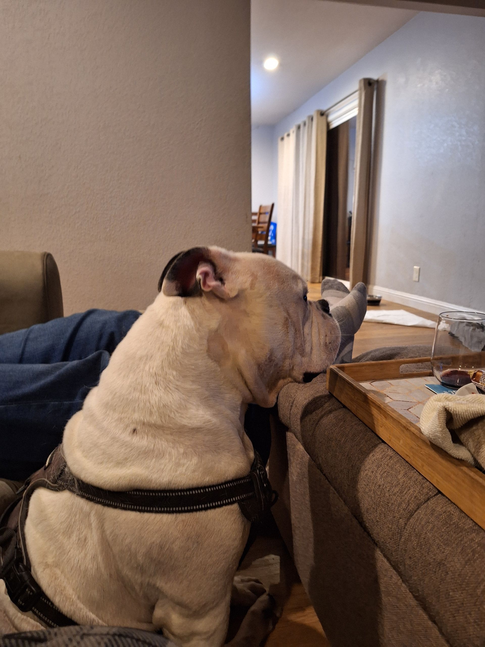 A light-colored bulldog wearing a harness rests its chin on the edge of a wooden tray in a living room.