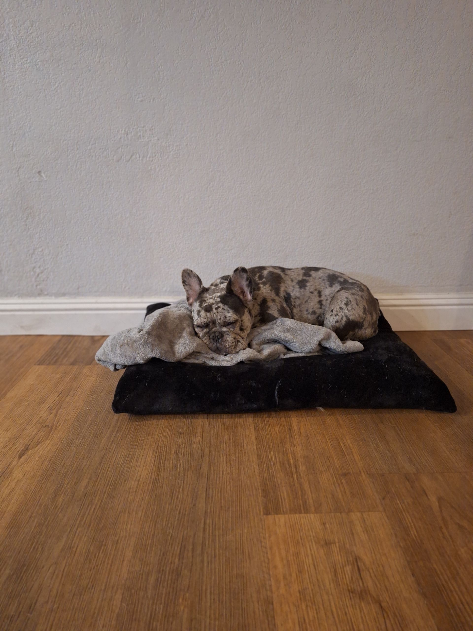 A merle French bulldog sleeping curled up on a black, fuzzy pet bed on a wood floor against a plain wall.