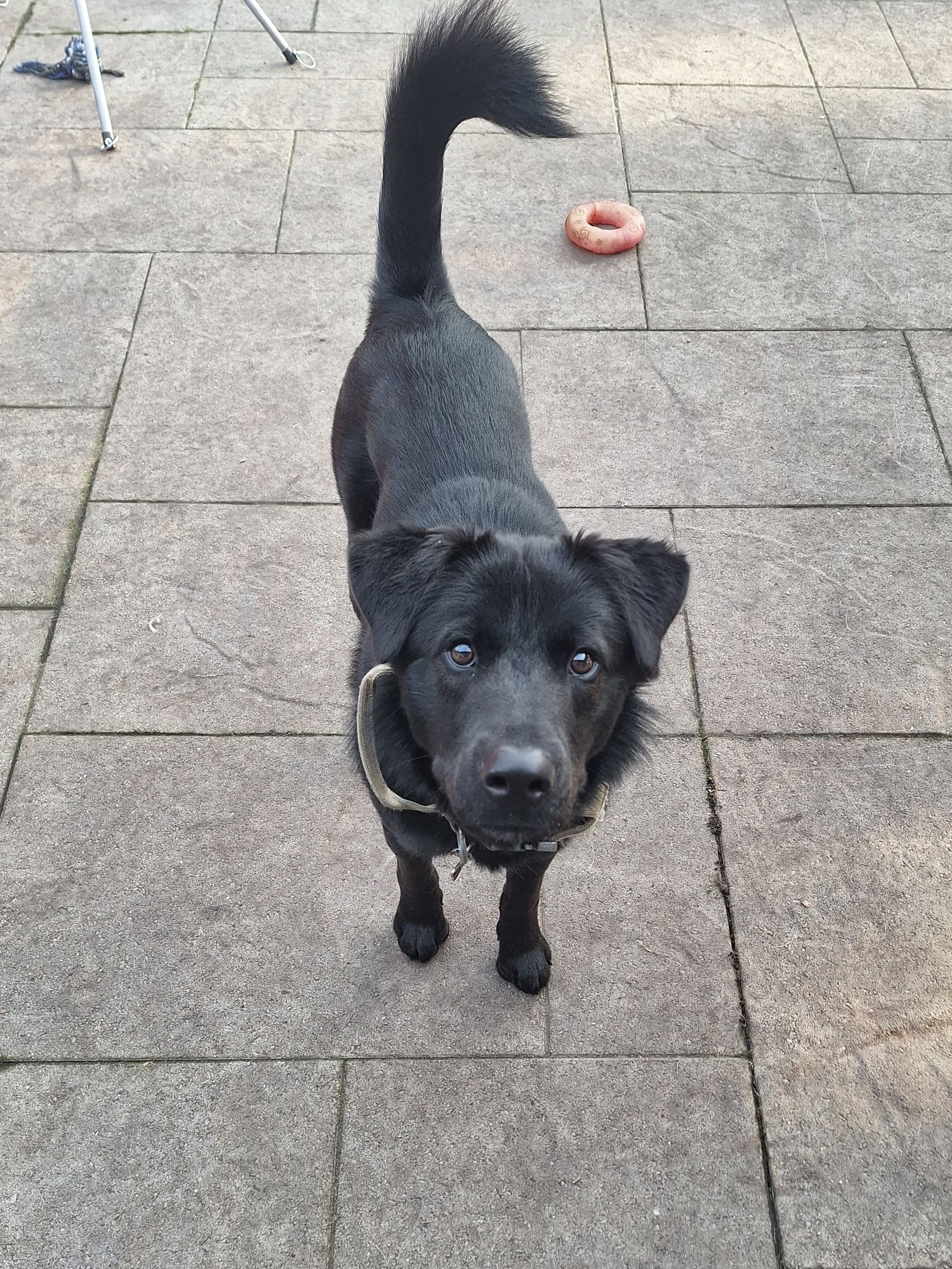A black dog with a long tail stands on a paved surface, looking up at the camera.