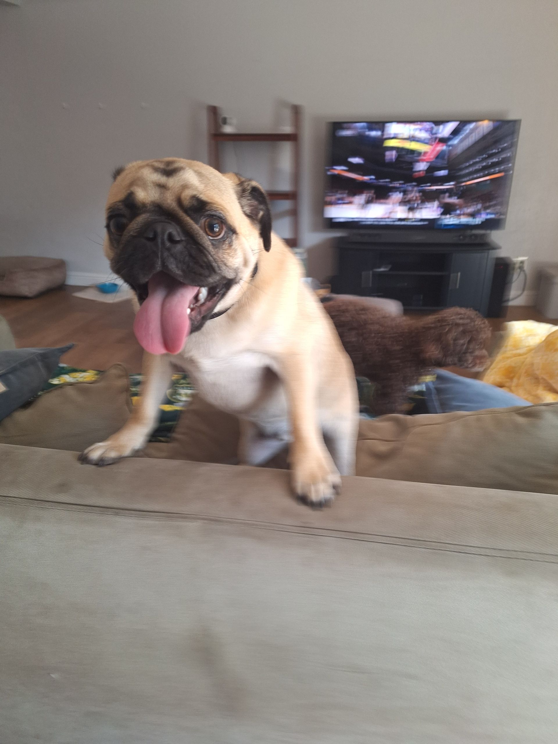 A tan pug with its tongue out stands on the back of a sofa, with a blurry brown dog and a television in the background.