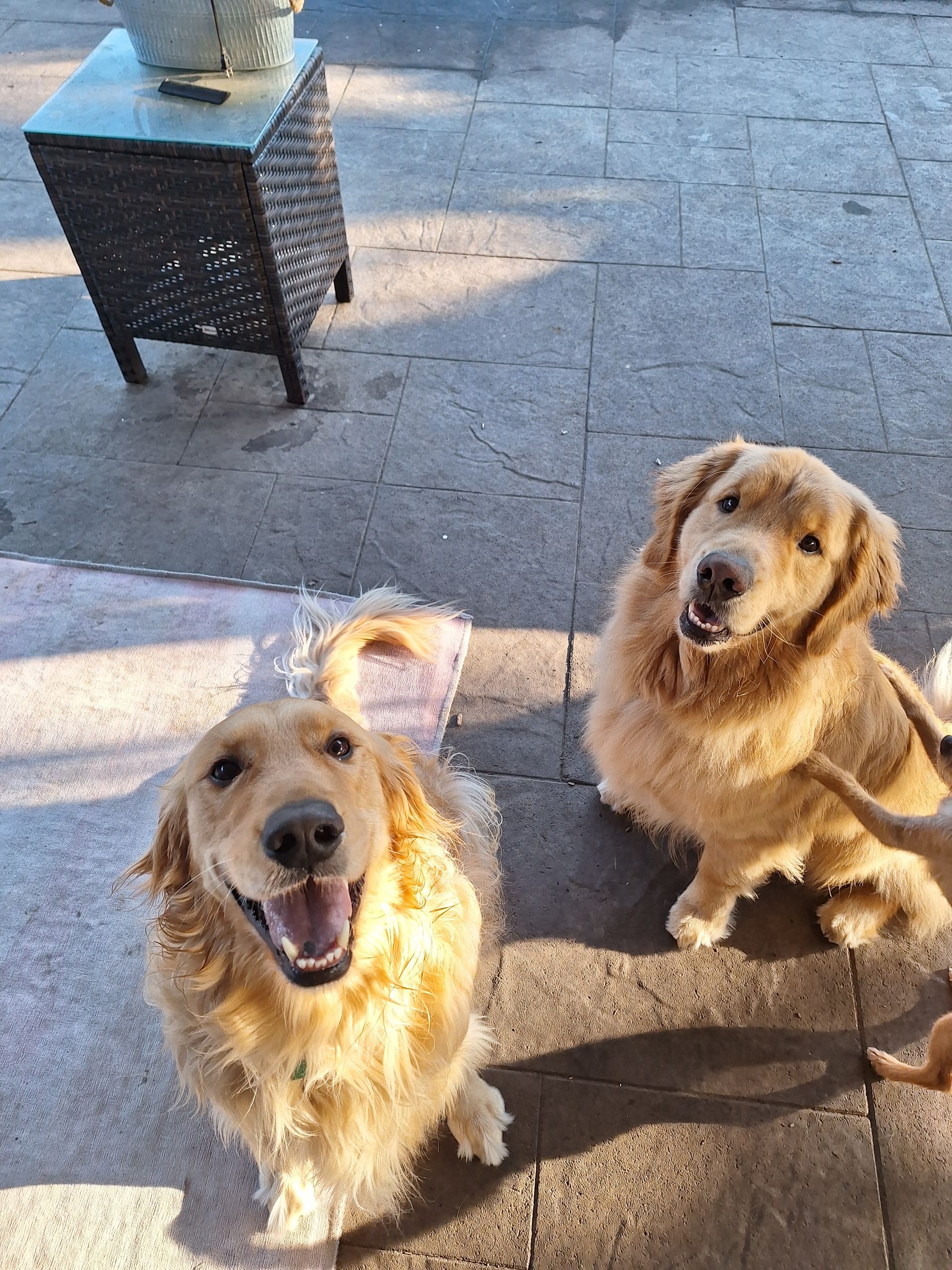 Two golden-colored dogs look up happily at the camera while sitting on a stone patio next to a small outdoor table.
