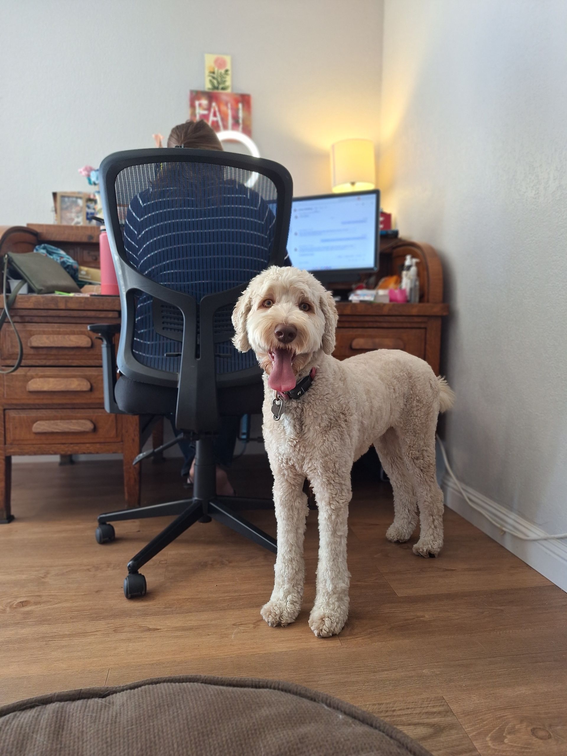 A light-colored dog stands on a wood floor in a home office, with a person sitting at a desk in the background.