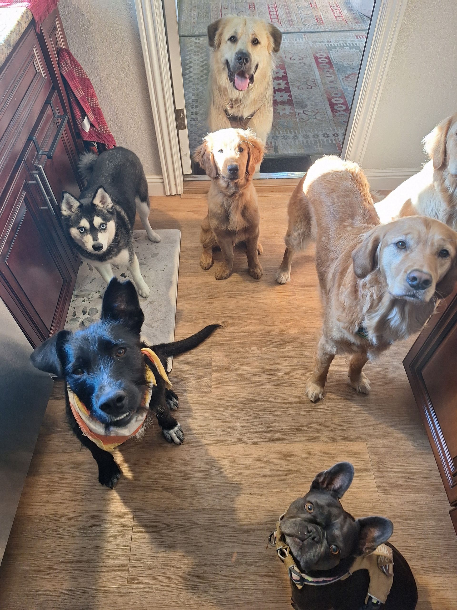 A group of seven dogs of various breeds and sizes standing together on a wooden floor in a home.