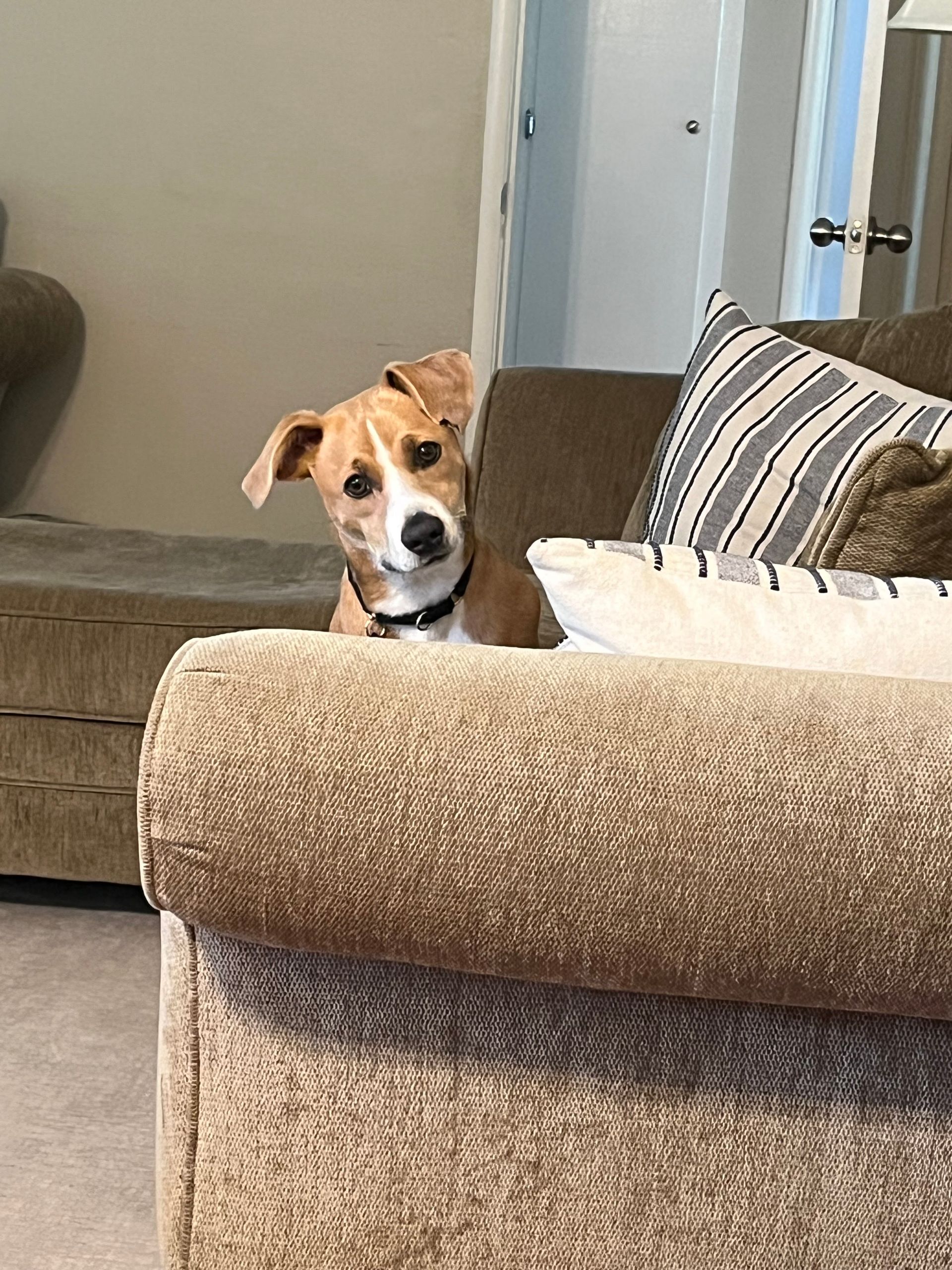 A tan and white dog with a black collar peers over the back of a beige couch in a living room.