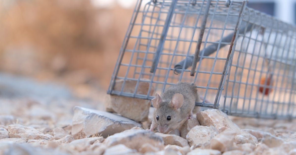A mouse is sitting in a metal cage on the ground.
