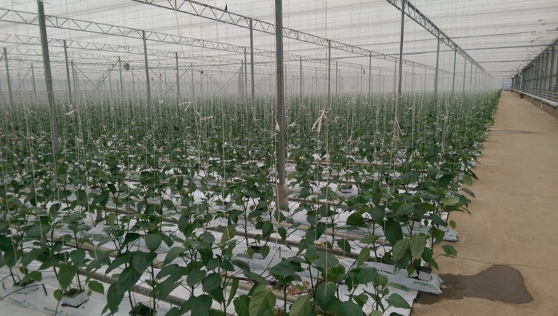 greenhouse heating