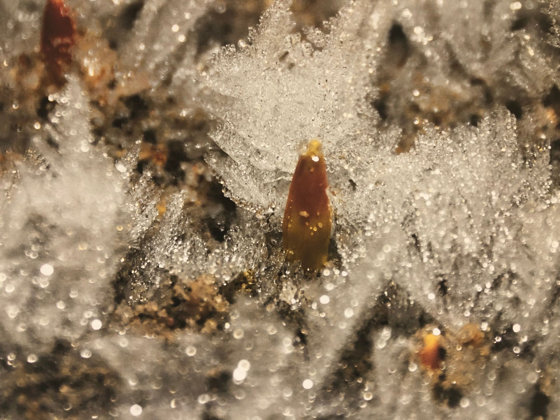Een close-up van een plant met ijs erop