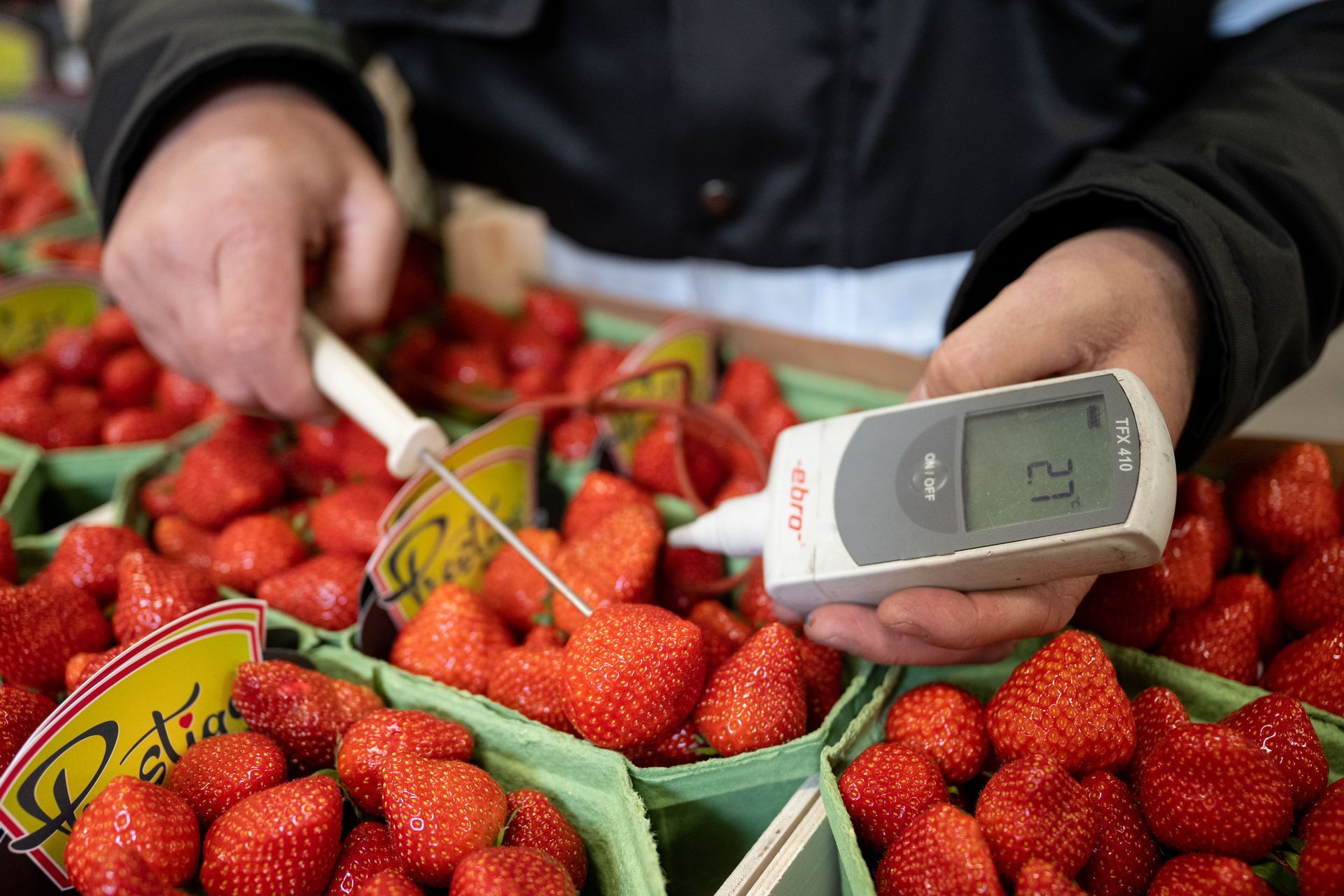 Een persoon houdt een thermometer vast voor manden vol aardbeien.