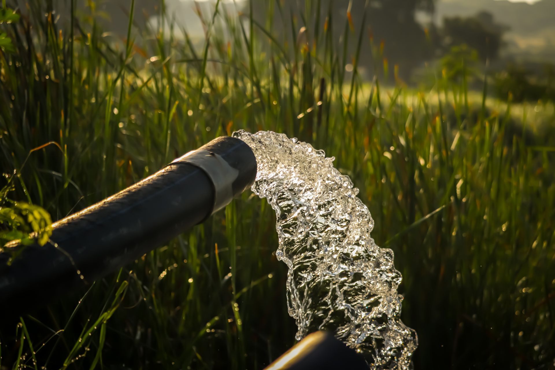Water gushing from a dark irrigation hose into a field of tall green grass during a sunny day.
