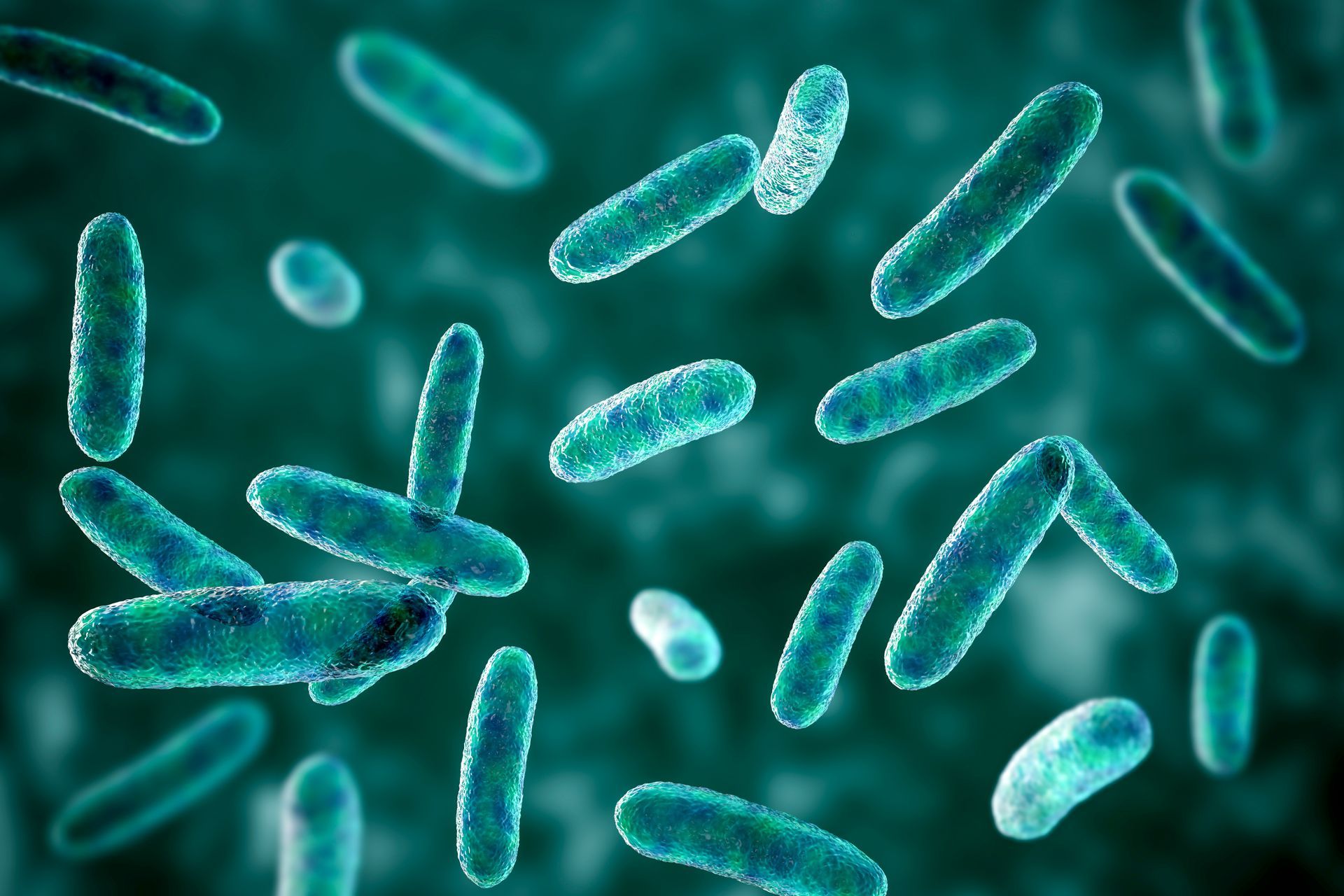 A microscopic view of teal, rod-shaped bacteria floating against a dark, out-of-focus background.