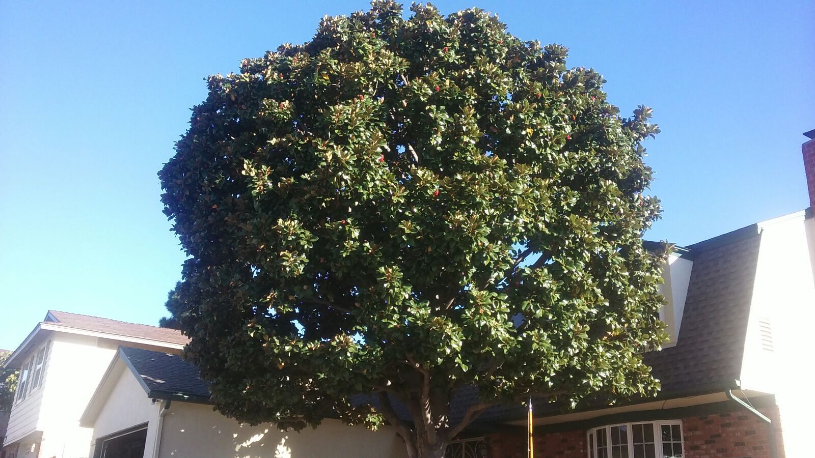 Service — Canary Island Date Palm Tree Before in Pensacola, FL