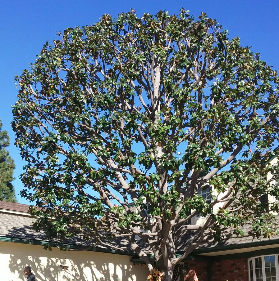 Repairs — Magnolia Tree La Jolla  in Pensacola, FL