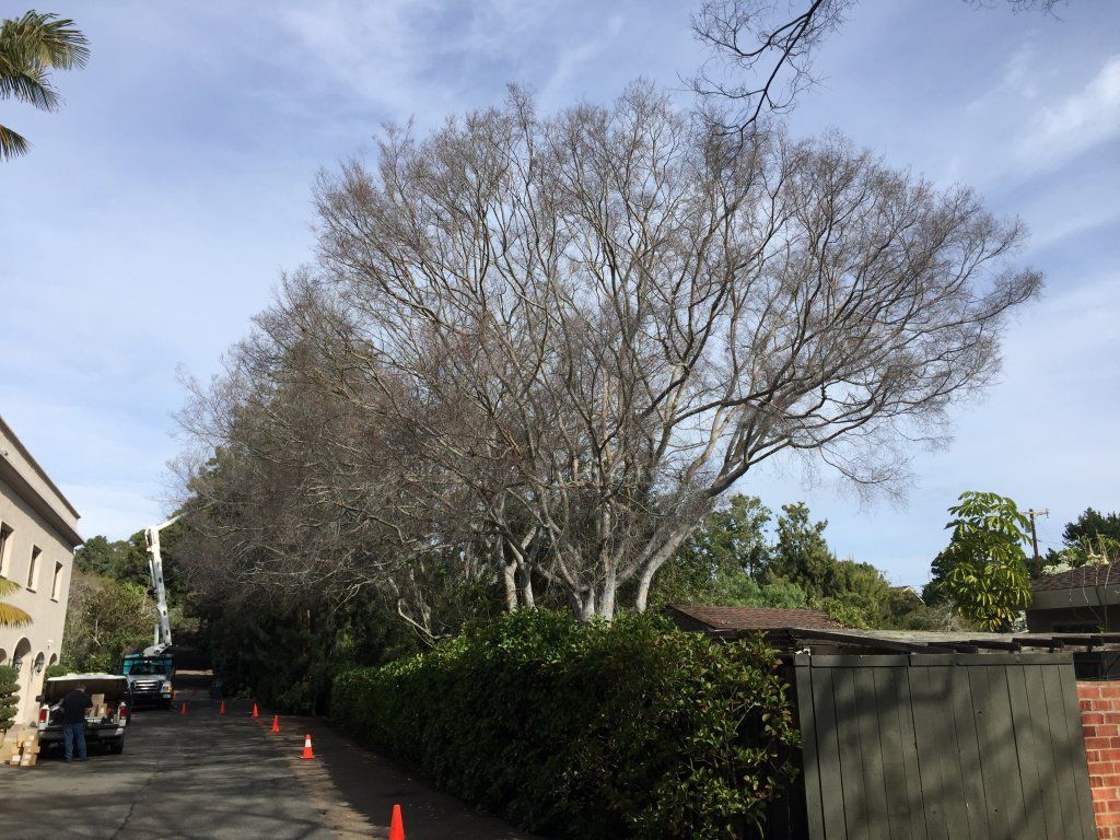 Number — Dormant Chinese Elms Before in Pensacola, FL