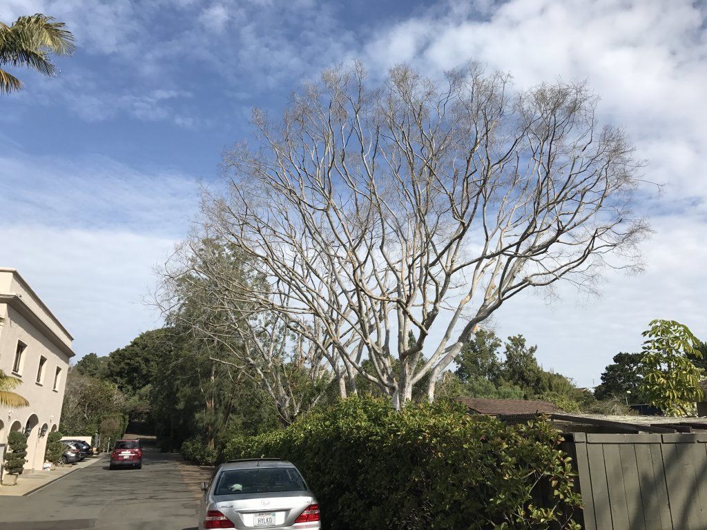 Grease — Dormant Chinese Elms After La Jolla in Pensacola, FL
