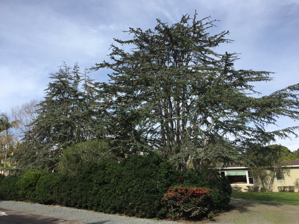 Phone — Cedrus Deodara Before in Pensacola, FL