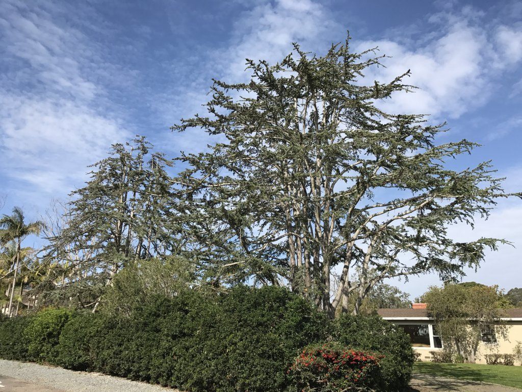Drain — Carrotwood Tree After El Cajon Trimmed in Pensacola, FL
