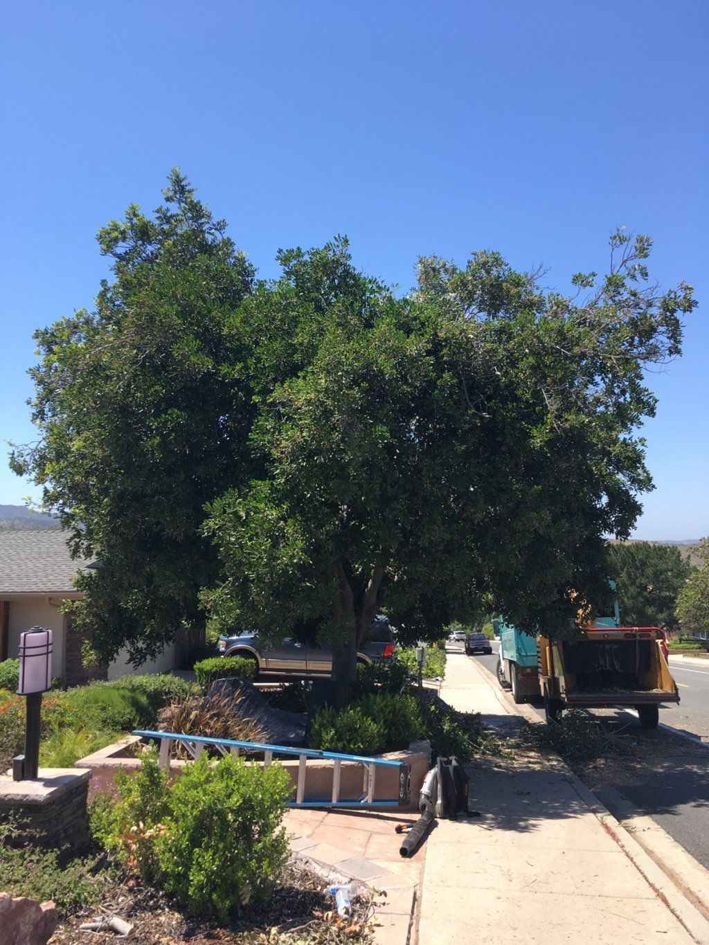 Call — Carrotwood Tree Before in Pensacola, FL