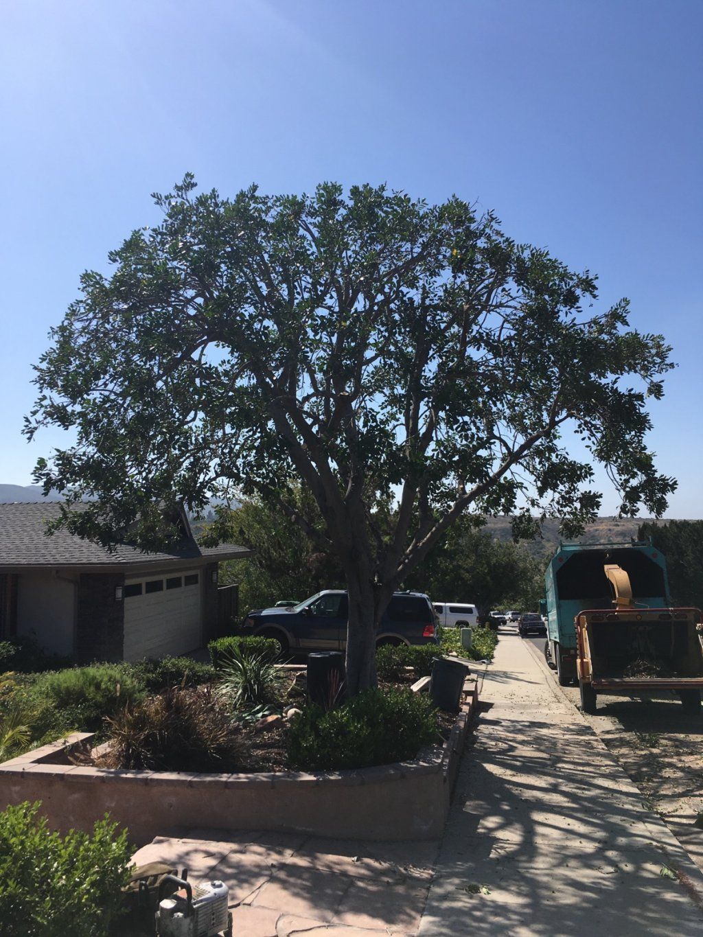 Quote — Carrotwood Tree After El Cajon Trimmed in Pensacola, FL