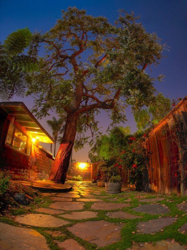 Estimate — Trimmed Tree at Night in Pensacola, FL