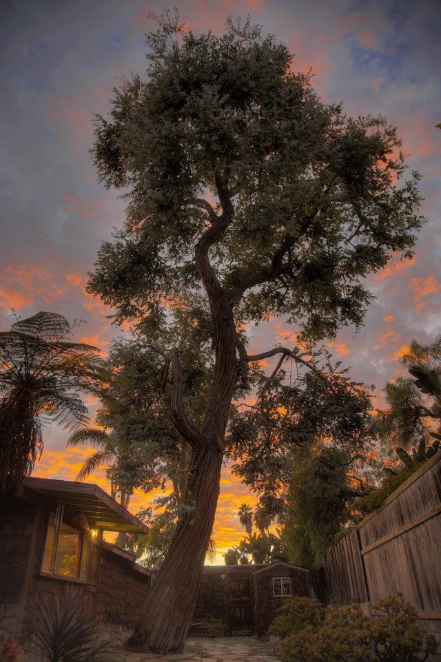 Contact — Tall Tree in Pensacola, FL