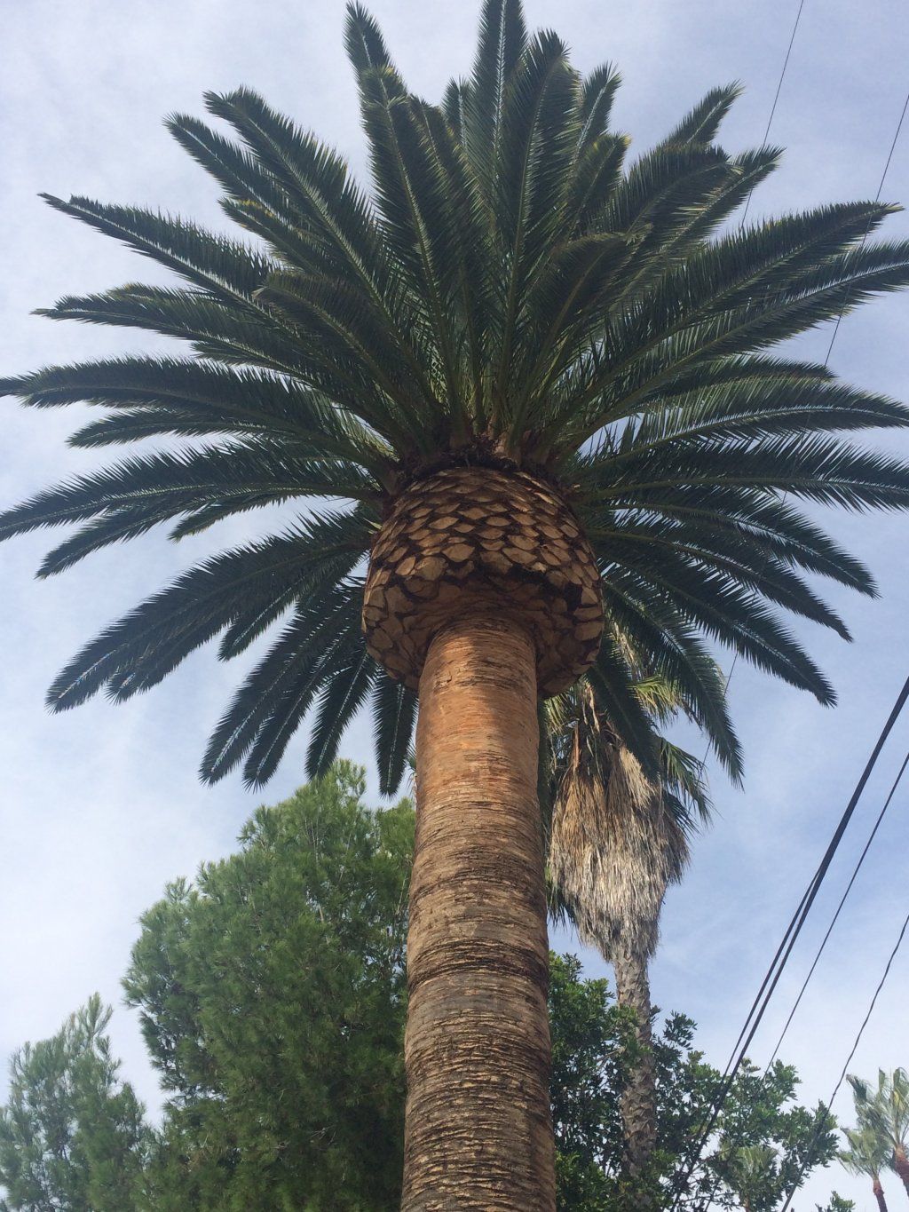 Septic — Canary Island Date Palm Tree in Pensacola, FL