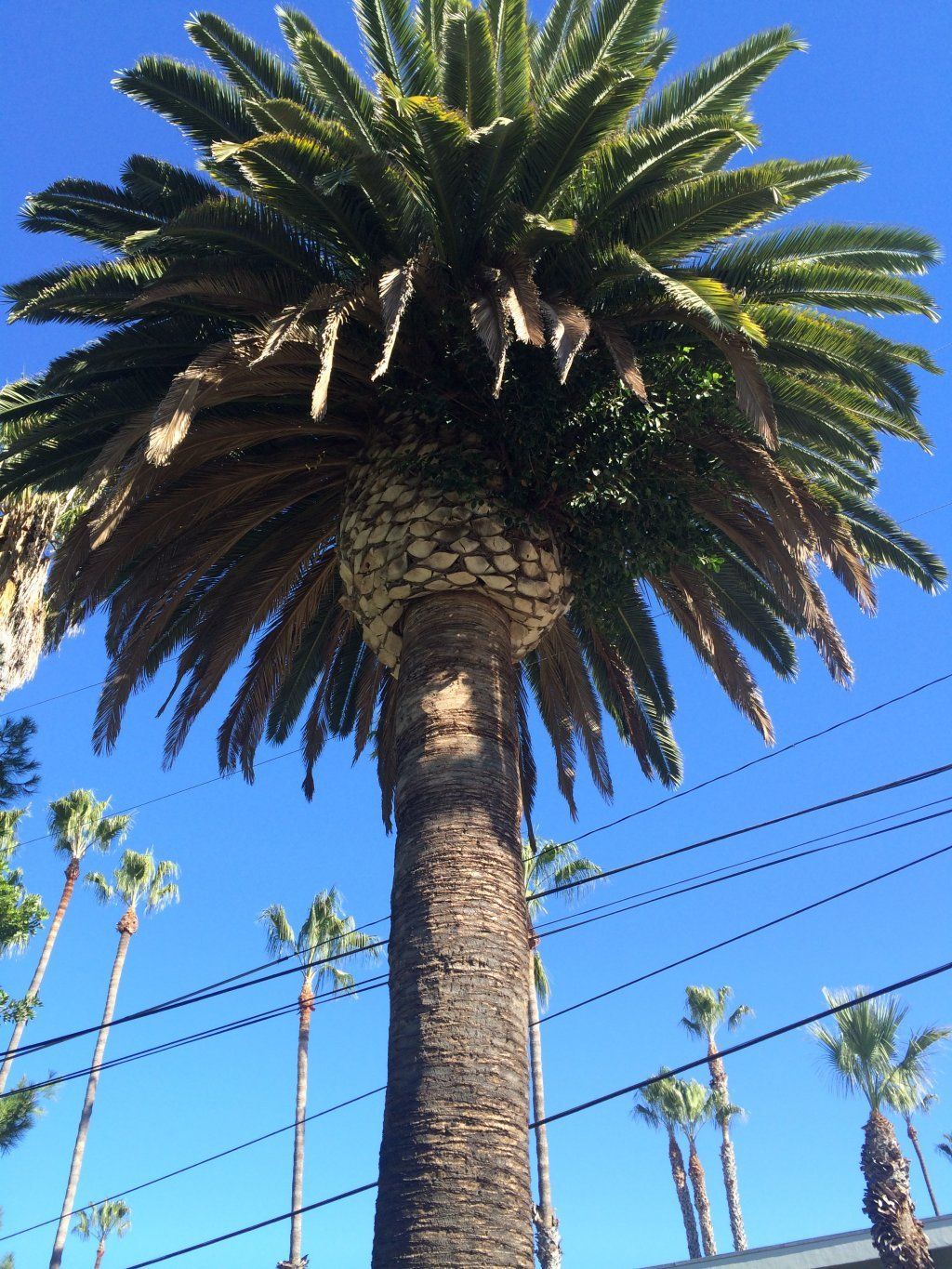Schedule — Canary Island Date Palm Tree Before in Pensacola, FL