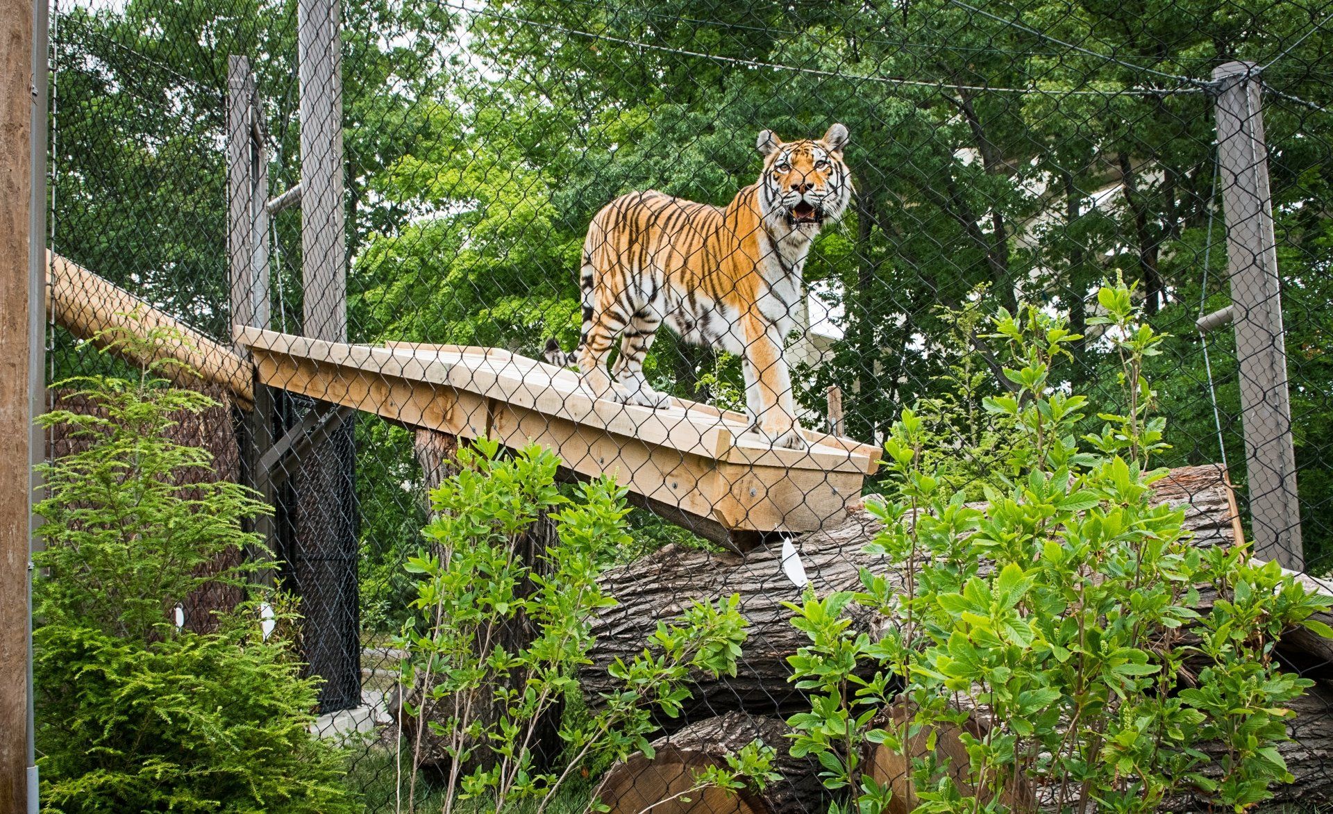 A tiger is standing on top of a log in the woods.