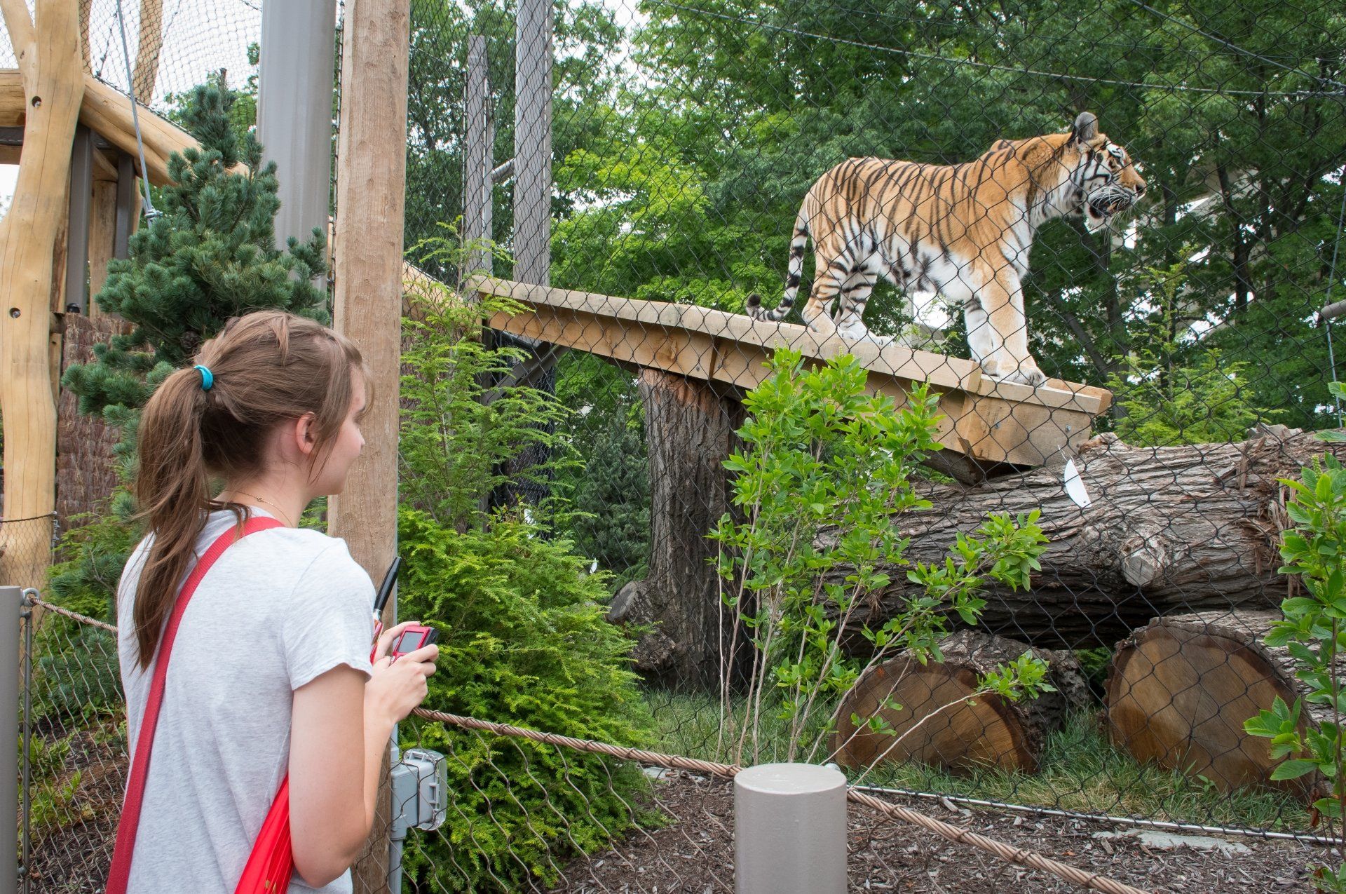 A woman is taking a picture of a tiger standing on a log.