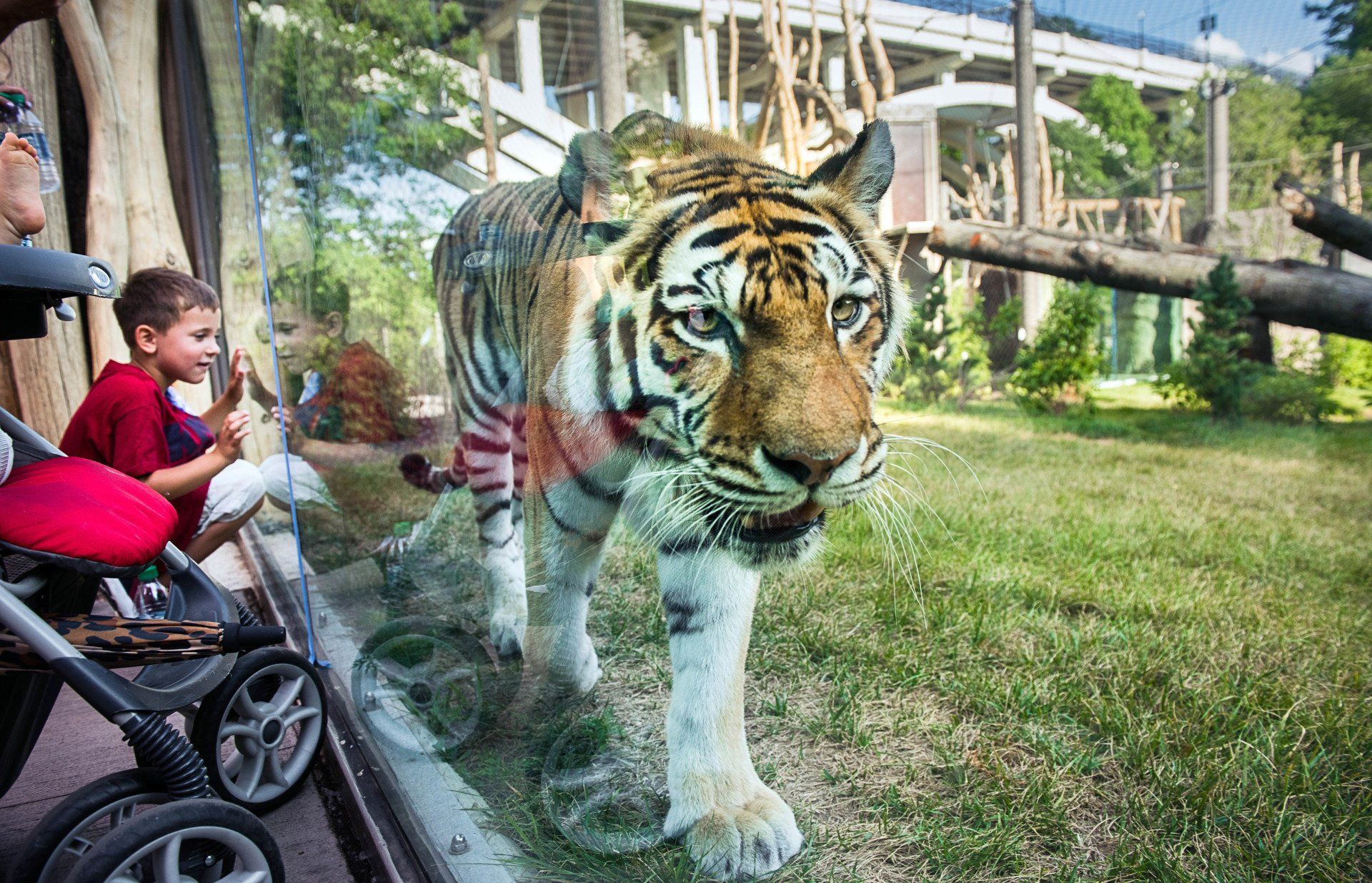 A tiger is walking through a glass enclosure at a zoo.