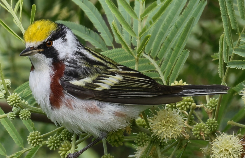 A chestnut-sided warbler with a bright yellow crown, black eye mask, and chestnut-streaked white breast perched in foliage.