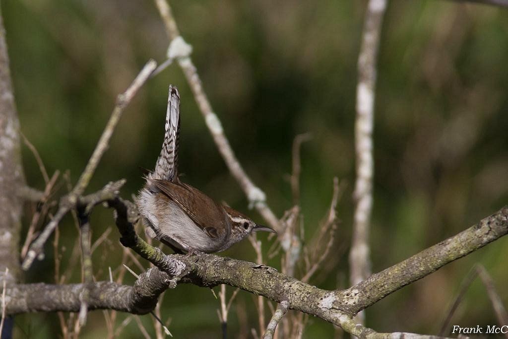 A small, brown wren with a distinct white eyebrow perches on a branch with its tail held vertically upright.