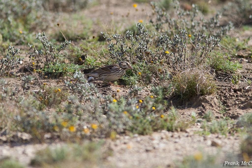 A mottled brown bird blends into the dry, desert scrubland vegetation under bright, natural light.
