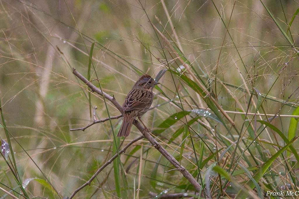 A small, brown-streaked sparrow perched on a thin, dew-covered twig amidst tall, dewy grasses.