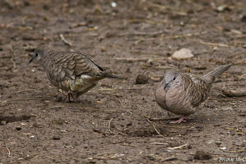 Two small, mottled brown Inca doves forage on dry, bare earth.