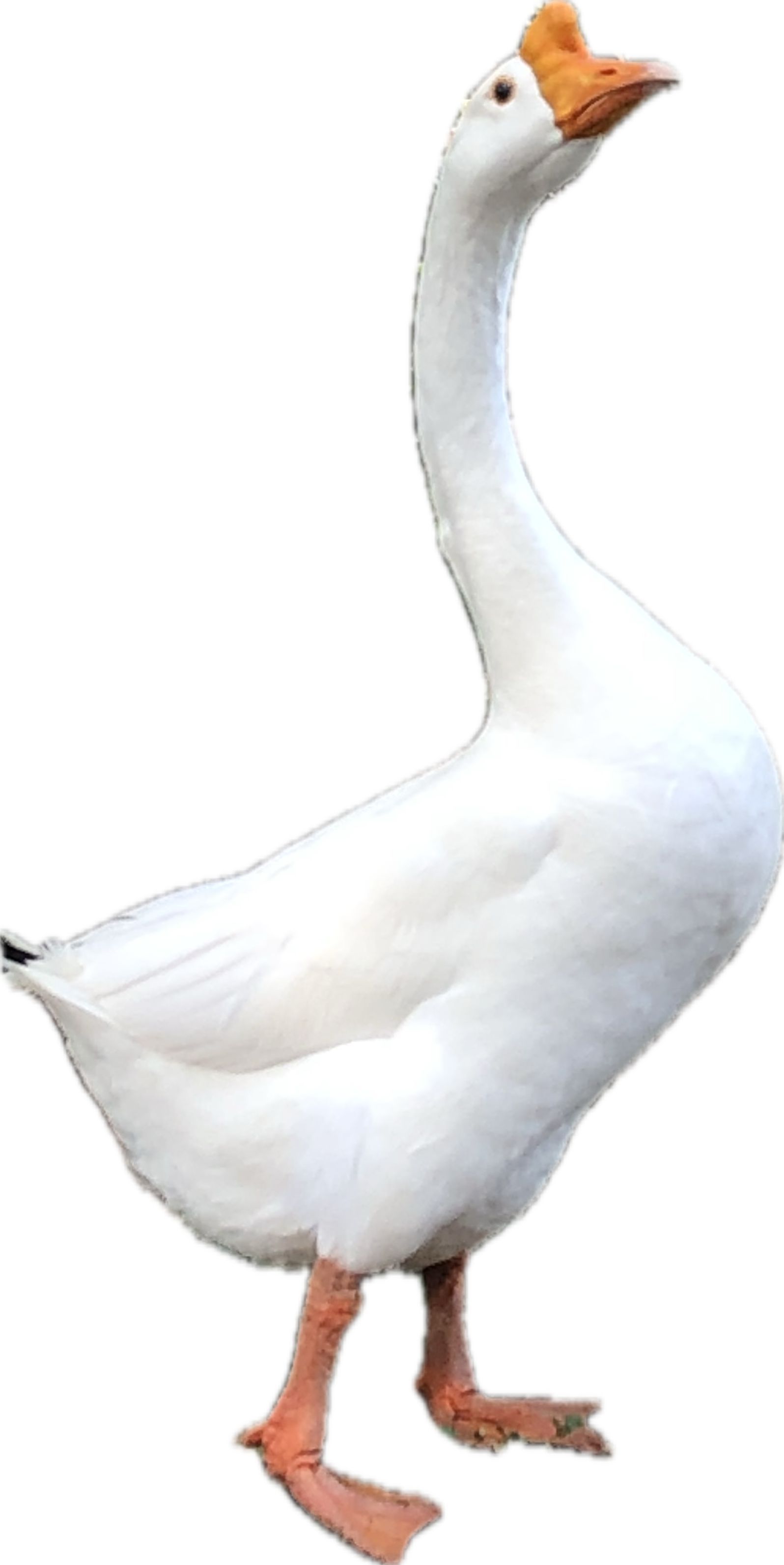 A white Chinese goose with an orange knob on its forehead and orange legs, standing against a white background.