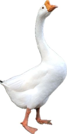 A white Chinese goose with an orange knob on its forehead and orange legs, standing against a white background.