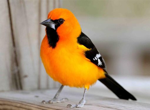 A bright orange and black Altamira oriole perched on a light-colored wooden surface.