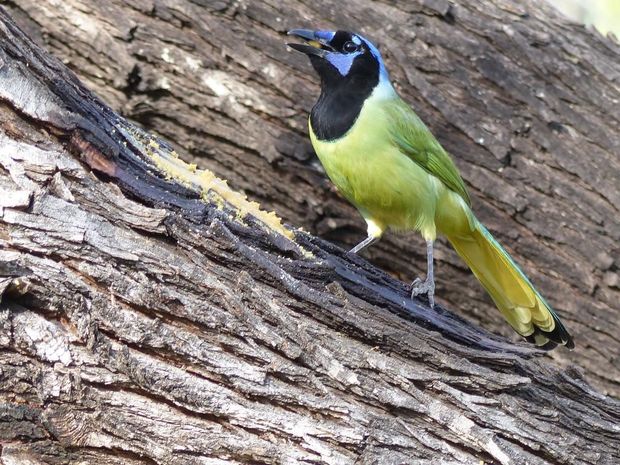 A Green Jay with a black head, blue crown, and vibrant yellow-green plumage, perched on a textured tree trunk.