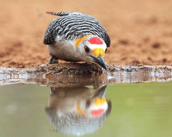 A Gila woodpecker with a red crown and yellow nape leans down to drink from a pool of water, showing its reflection.